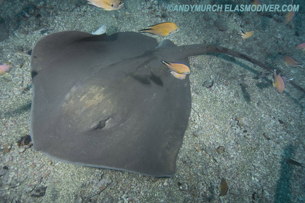 Brown Stingray Bathytoshia Lata